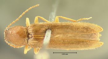 Media type: image;   Entomology 2546 Aspect: habitus dorsal view